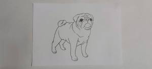 Мопс рисунок для детей поэтапно