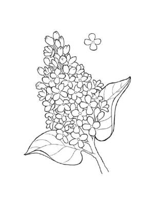 Раскраска Сирень