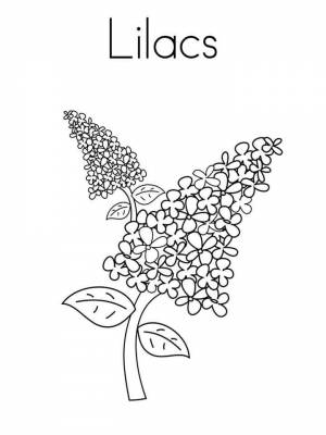 Раскраска Сирень   в формате