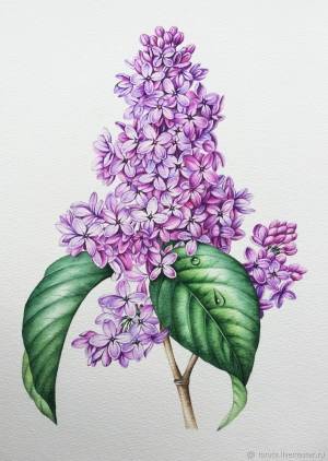 Рисунок Сирень акварель