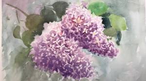 Рисуем сирень акварелью