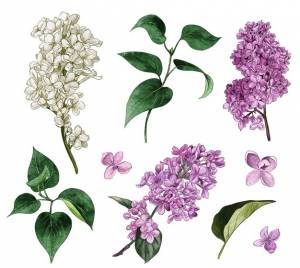 Сирень набор акварель сиреневые цветы и листья