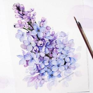 Сирень иллюстрация