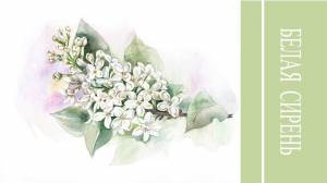 Белая сирень акварелью