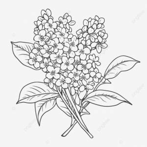 рисунок сирень цветы раскраски наброски эскиз вектор PNG , цветочный рисунок, рисунок цветов, рисунок крыла PNG картинки и пнг рисунок для й загрузки