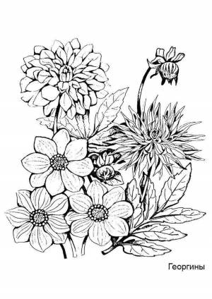 Поздние цветы осени