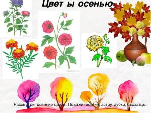 Картинки осенний цветок для детей