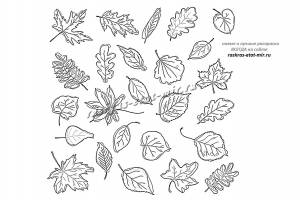 Раскраски осенние листья