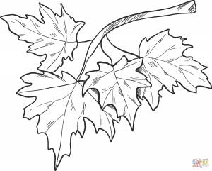 Раскраска Осенние листья на ветке