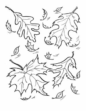 Раскраска Осенние Листья