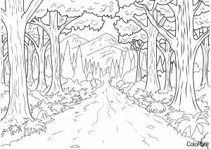 Раскраска Лесная тропинка