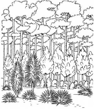 Раскраска Раскраска осенний лес