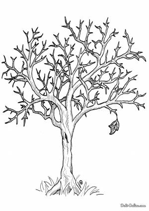 Раскраска Осеннее дерево без листьев