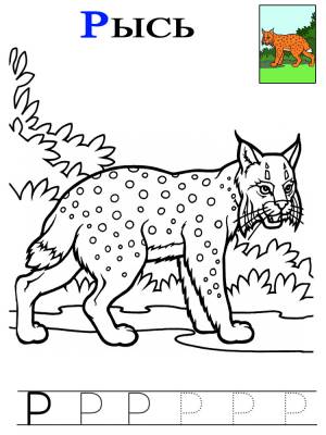 Животные в названиях которых встречается буква Р