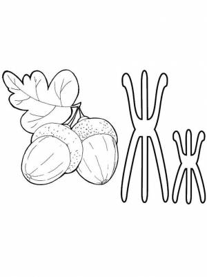 Раскраски Раскраска Буква ж