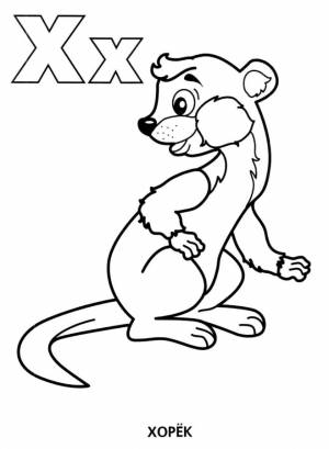 Буква Х хорёк