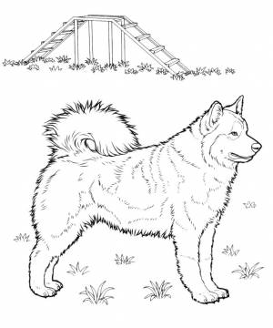 Буква Х хаски