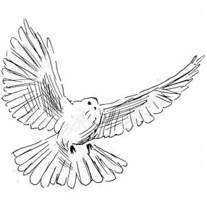 Раскраска Голубь с расправленными крыльями