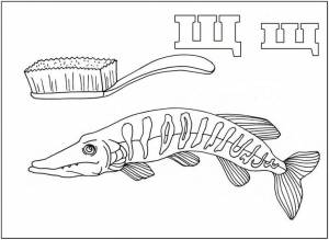 Раскраска Буква Щ