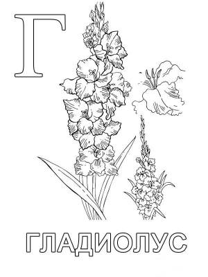 Буква Г с гладиолусом