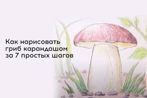 Как нарисовать гриб карандашом за 7 простых шагов