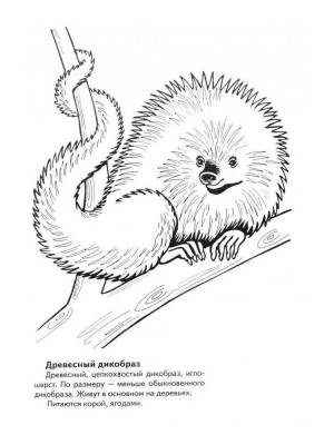 Раскраски Красная книга россии животные и растения