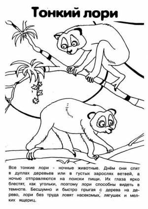 Раскраски Красная Книга