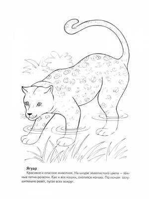 Раскраски Красная книга   в формате