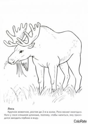 Раскраска Лось