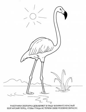 Раскраска животные красной книги