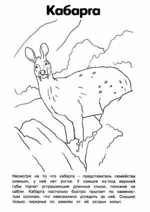 Раскраска Кабарга