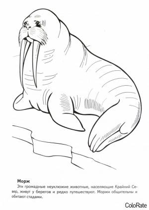 Раскраска Морж