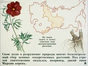 Рисунки растений из красной книги