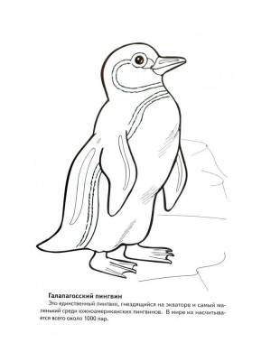 Раскраска Красная книга