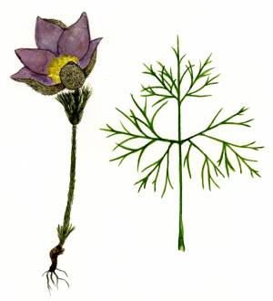 Красная книга Пермского края