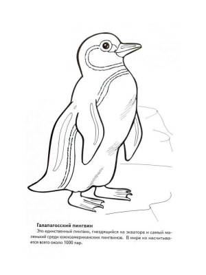 Раскраски Красная книга