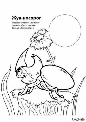 Раскраска Жук-носорог