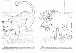 Раскраски Красная книга россии животные и растения