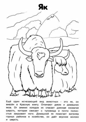 Раскраска Як