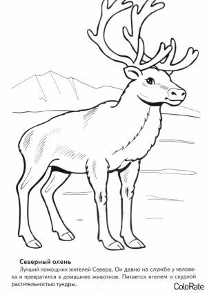 Раскраска Северный олень