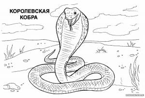 Раскраски Животные красной книги россии для детей