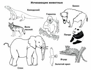 Раскраски Красная книга
