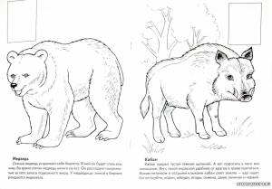 Животные красной книги рисунки карандашом