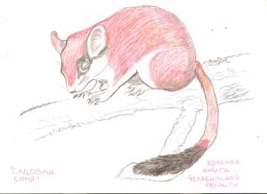 Животные из красной книги рисунки карандашом