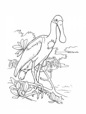 Раскраски животные из красной книги