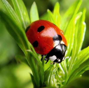 Божьи коровки