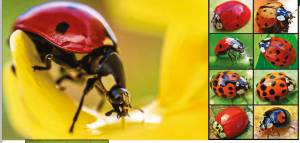 Божьи коровки на страже урожая