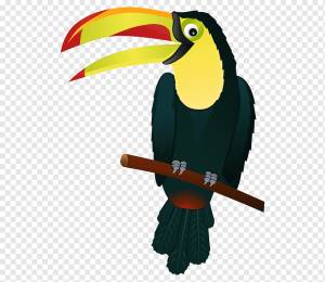 США Южная Америка, Южная с, фауна, сша, птица png