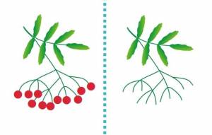 Пальчиковые раскраски