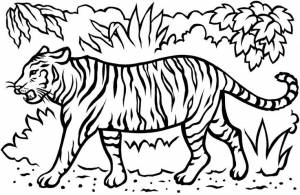 Раскраска Тигры, Тигрята, Коты на Новый год 2022